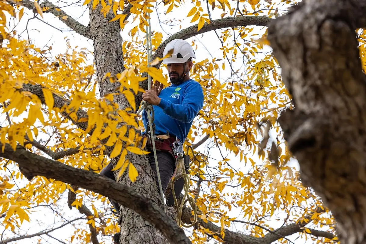 Skilled Tree Transplanting crew working in Medora